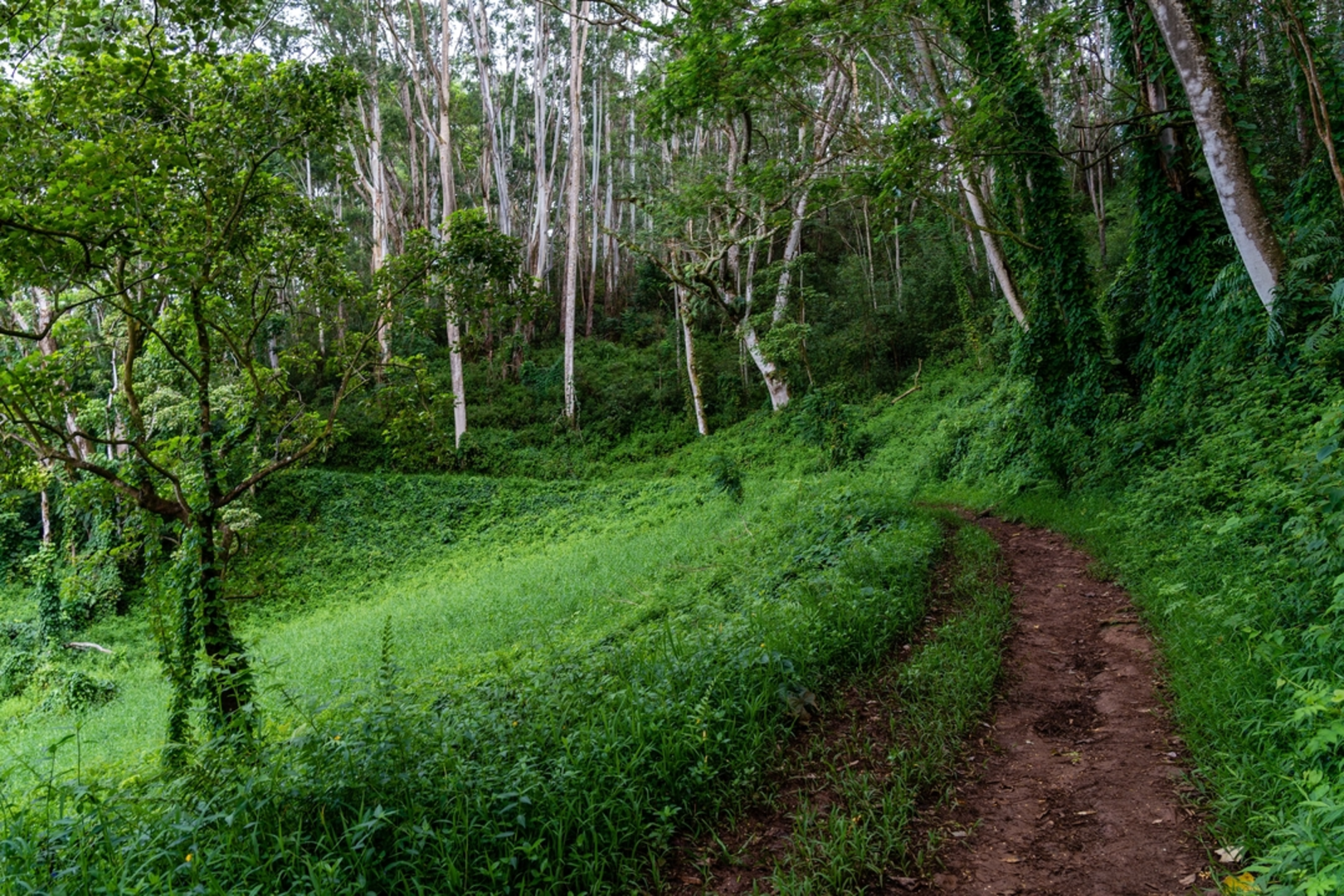 An image depicting the trail Kuilau Ridge Trail and its surrounding area.