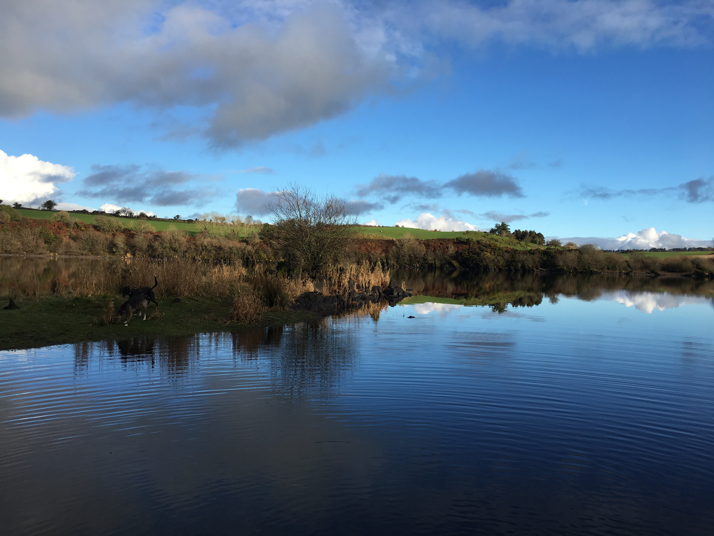 An image depicting the trail Farran Forest Park - Woodland Loop and its surrounding area.
