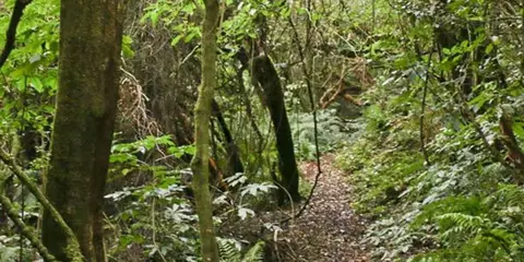 An image depicting the trail Picnic Gully Track and its surrounding area.