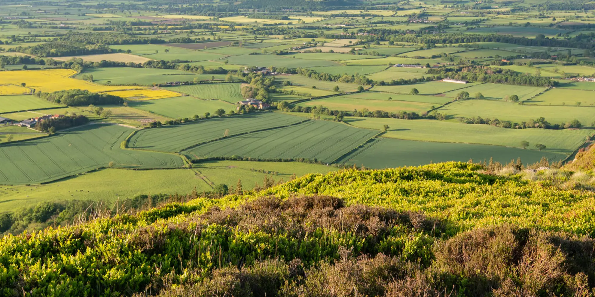 An image depicting the trail Clay Bank and Greenhow Plantation Walk and its surrounding area.