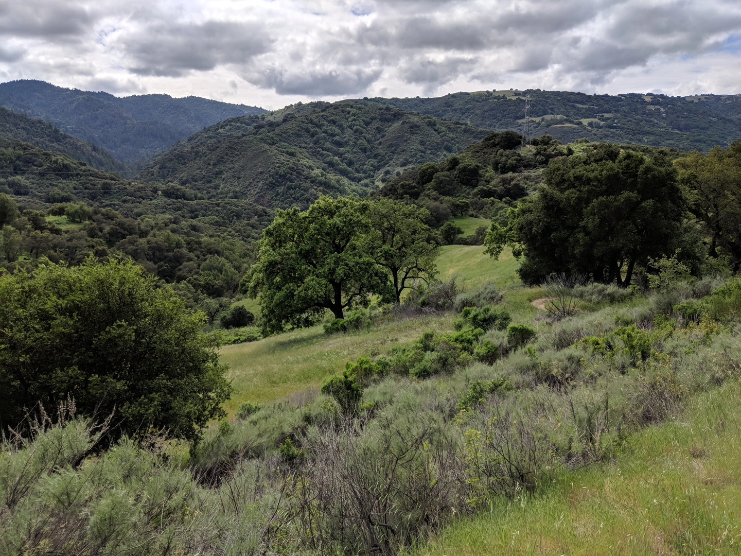An image depicting the trail Cora Older Loop Trail and its surrounding area.