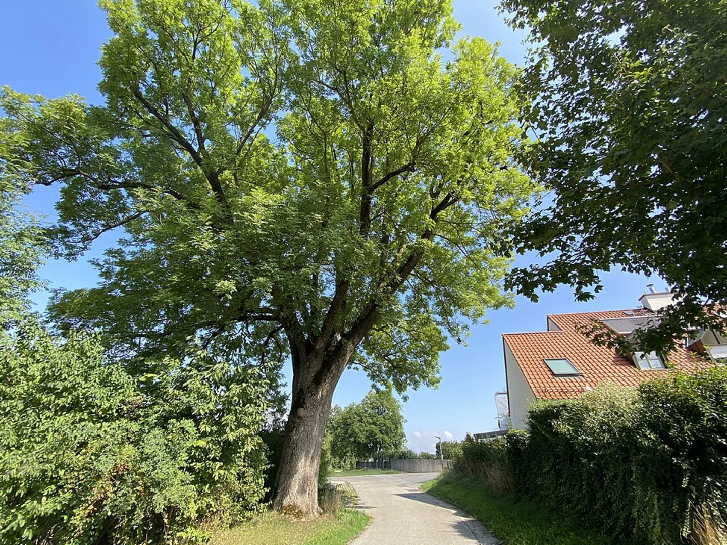 An image depicting the trail Mainau to Petershausenost Walk and its surrounding area.