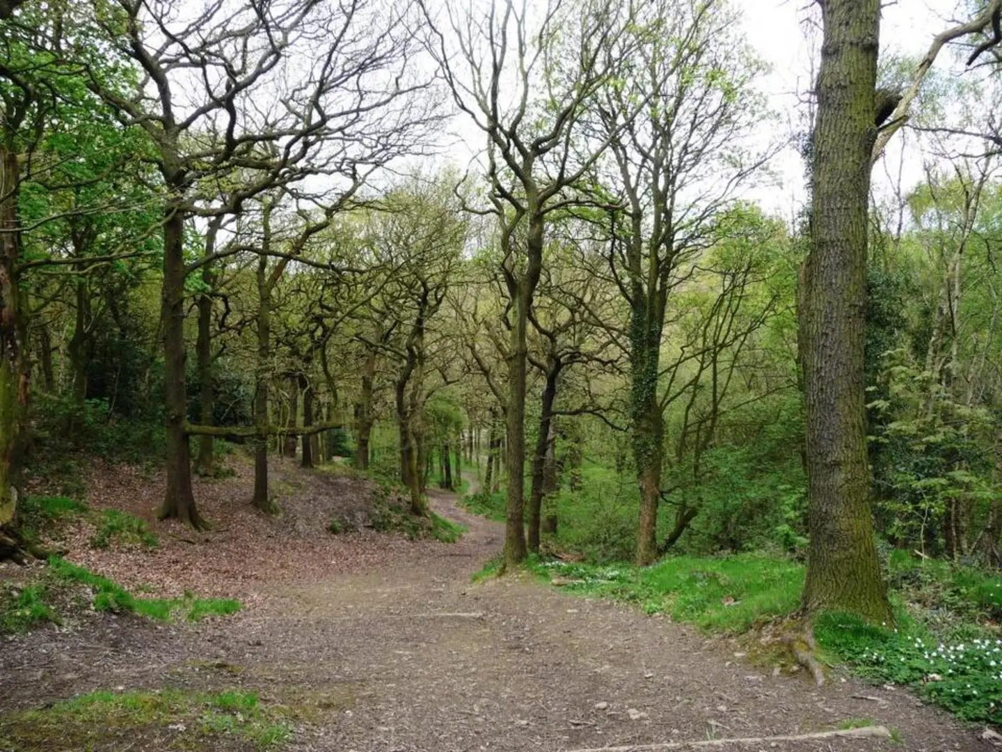 An image depicting the trail Coxley Woods and its surrounding area.