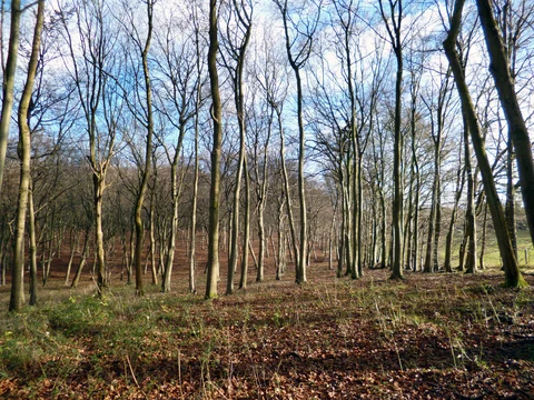 Henley on Thames to Pangbourne Walk