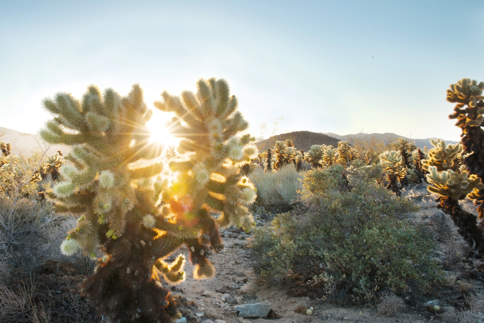 An image depicting the trail Cholla Cactus Garden Nature Loop Trail and its surrounding area.