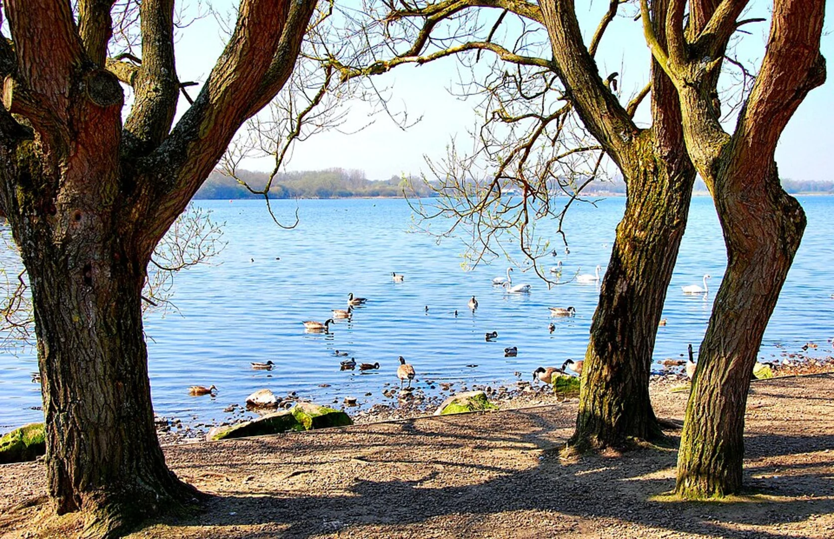 An image depicting the trail Hollins Green to Golborne Walk and its surrounding area.