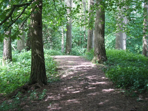An image depicting the trail Dunmallard Hill Loop and its surrounding area.