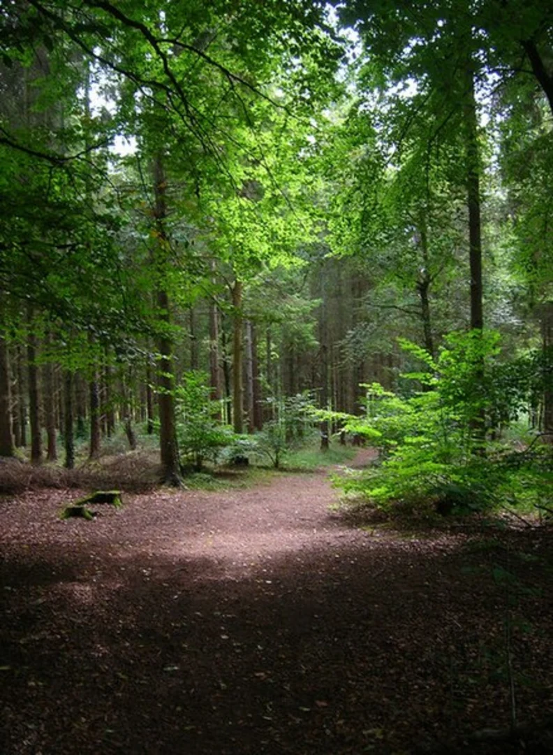 An image depicting the trail Houghton Forest Wood Walk and its surrounding area.