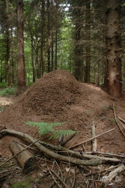 An image depicting the trail Haugh Wood Short Loop and its surrounding area.