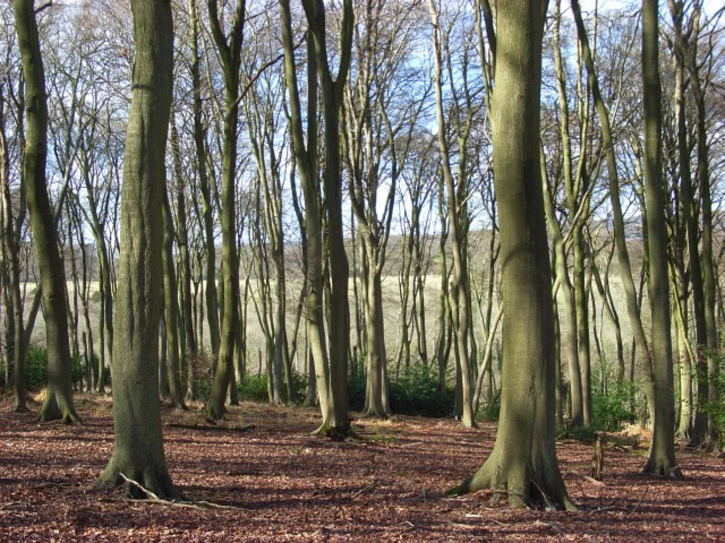 An image depicting the trail Langfords Hanging, Freedom Wood and Warburg Nature Reserve Loop and its surrounding area.