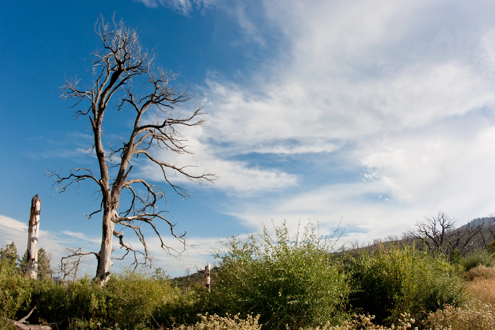 An image depicting the trail West Mesa, Cuyamaca Peak and Stonewall Peak Loop Trail and its surrounding area.