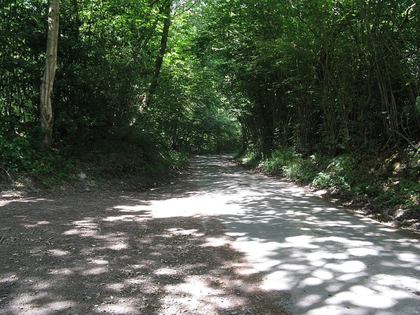 An image depicting the trail Wadhurst, Marlpit Wood and Moseham Loop and its surrounding area.