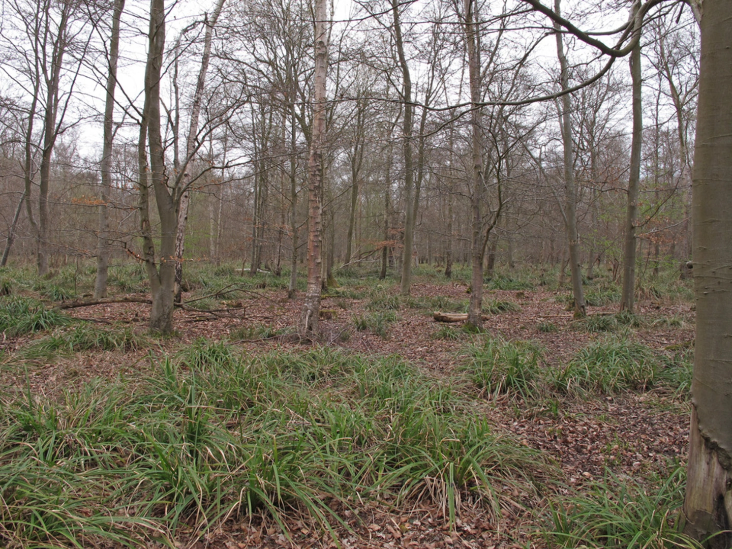 An image depicting the trail Halstead Loop and its surrounding area.