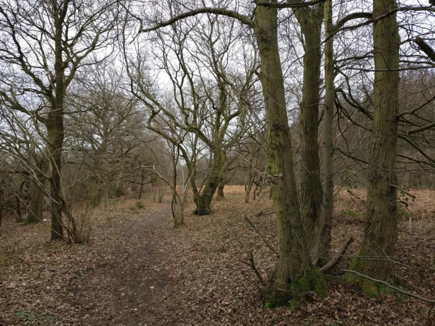 An image depicting the trail Brandon Woods Loop and its surrounding area.