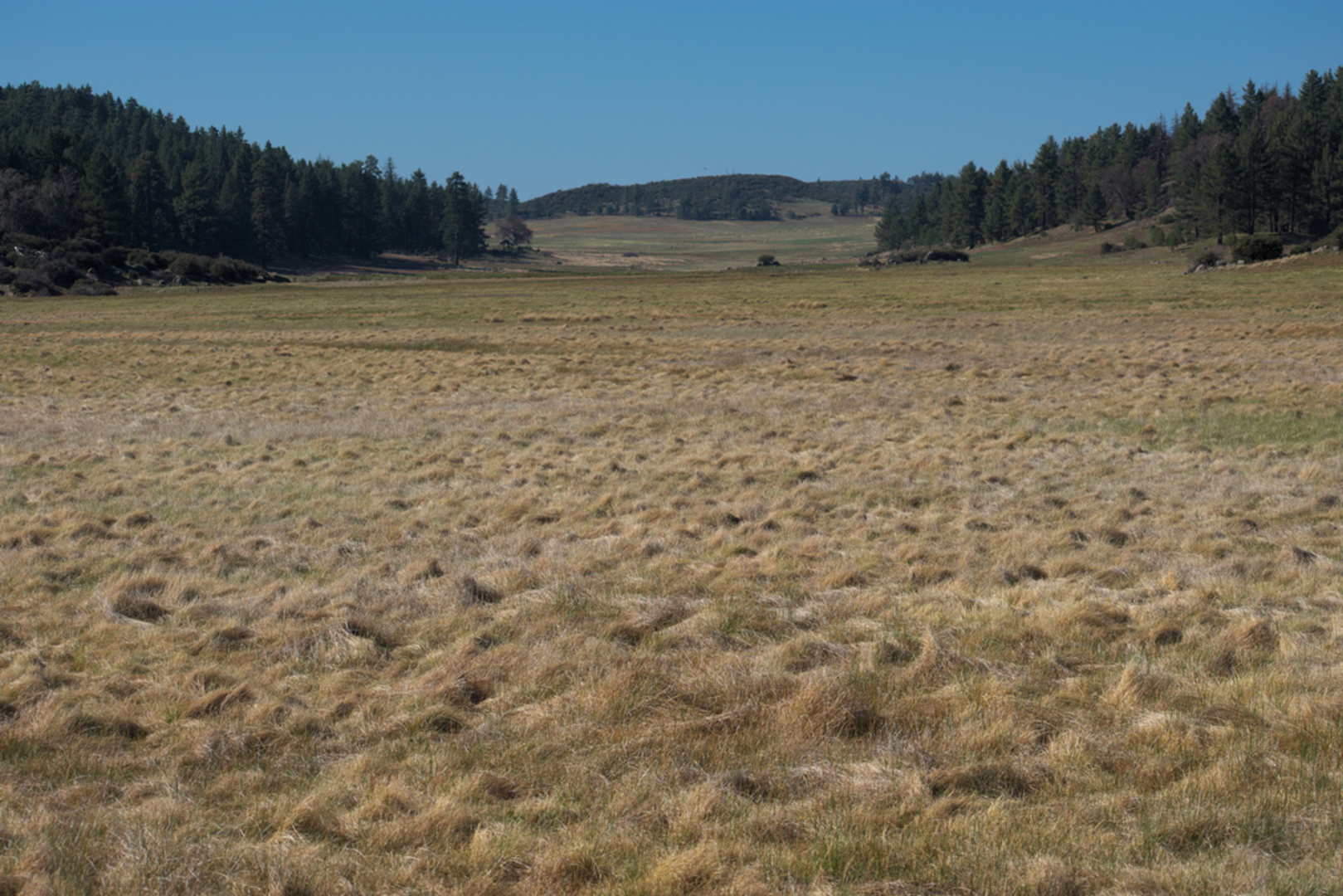 An image depicting the trail Big Laguna Mountain Loop Trail and its surrounding area.