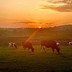 zoe ravenscroft avatar