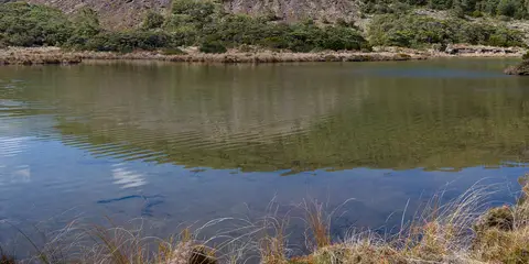 An image depicting the trail Whakapapaiti Valley Trail and its surrounding area.