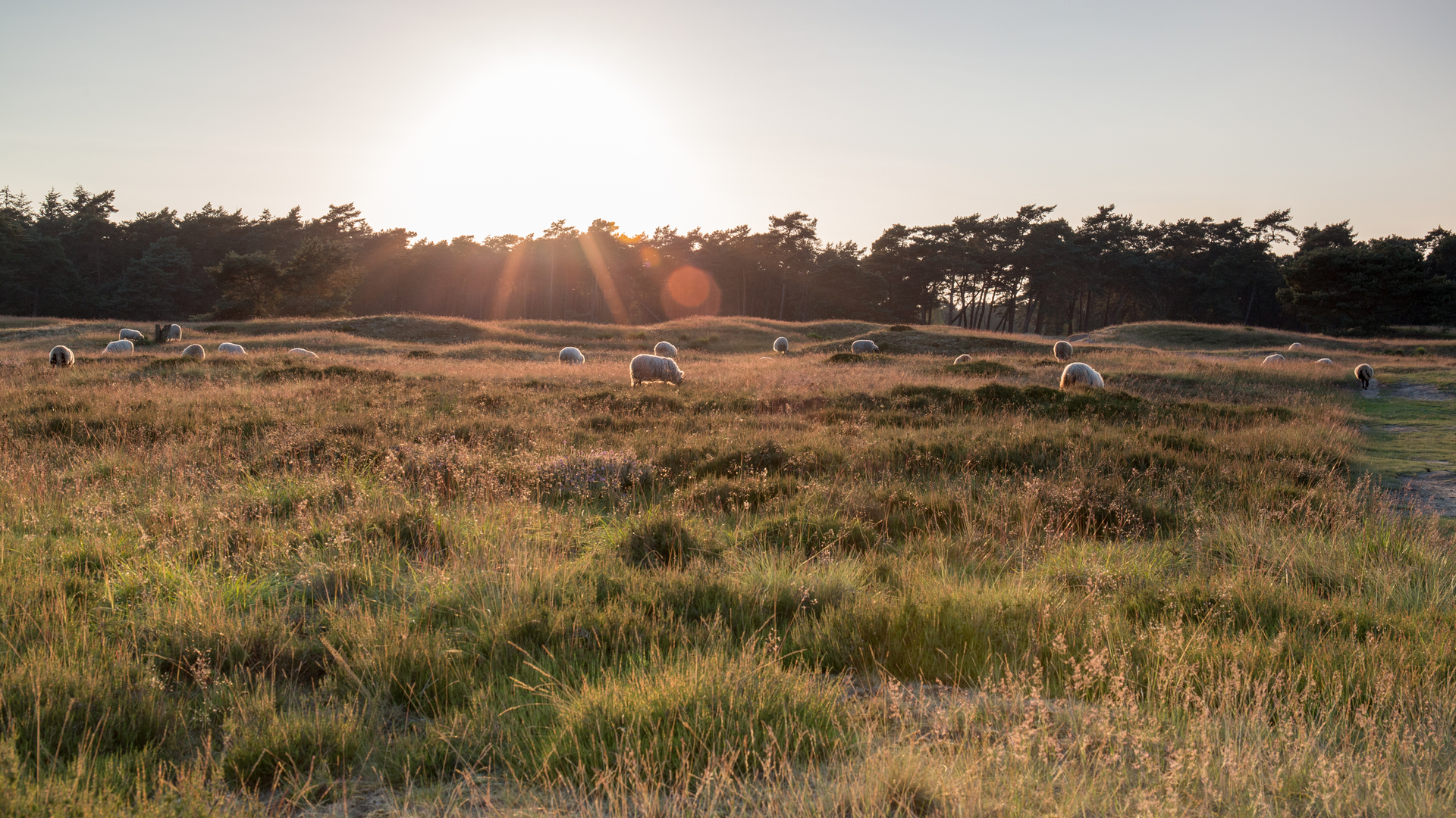 An image depicting the trail Vijverberg, Oosterbeek and Hemelse Berg Loop and its surrounding area.