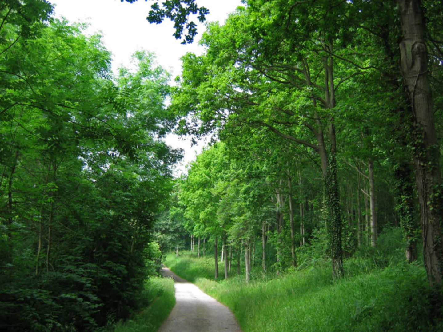 An image depicting the trail Mulgrave Woods and Mulgrave Castle Loop and its surrounding area.
