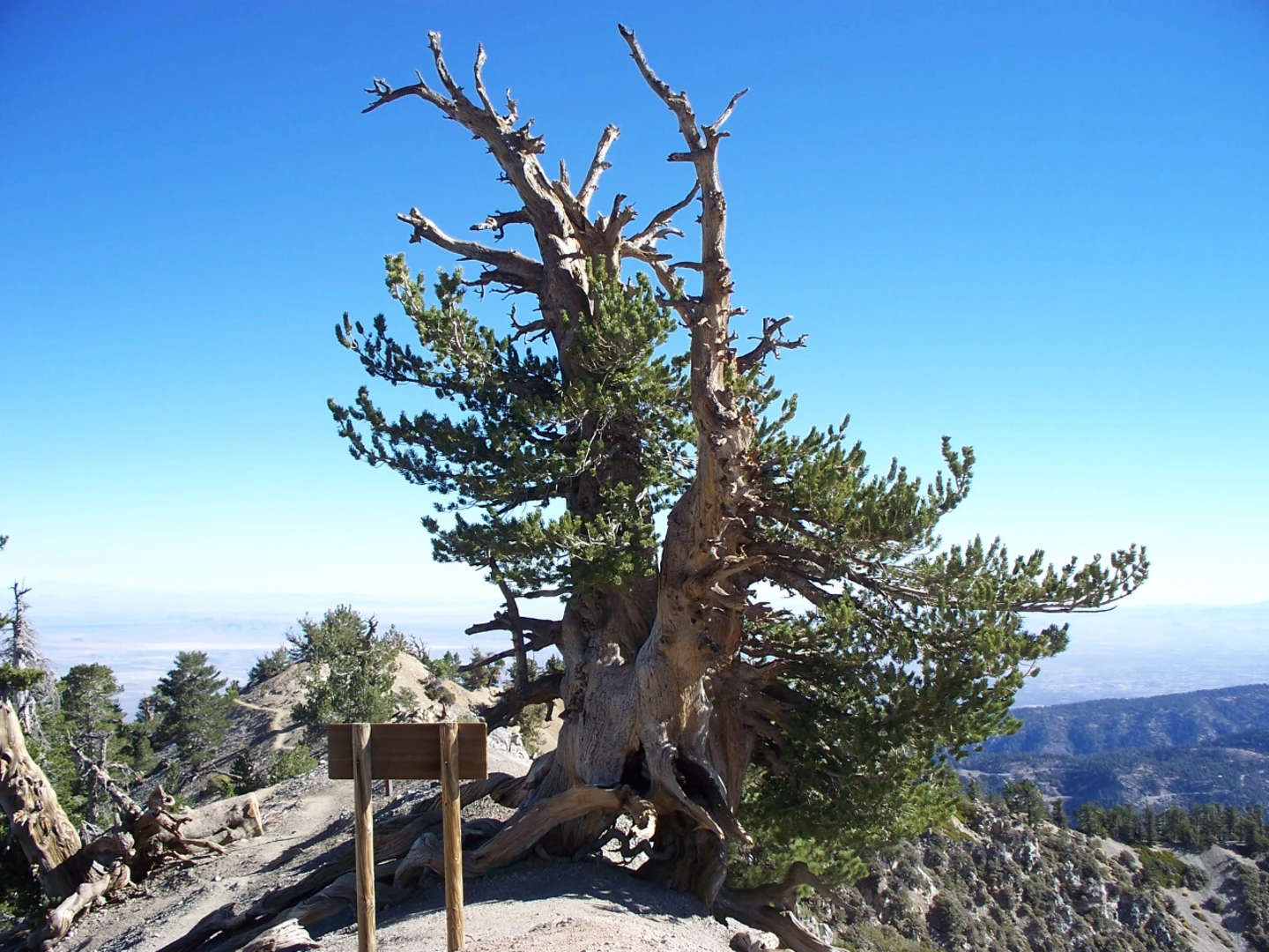 An image depicting the trail Islip Saddle to Vincent Gap via PCT and its surrounding area.