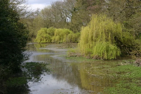 An image depicting the trail Saffron Walden and Widdington Walk and its surrounding area.