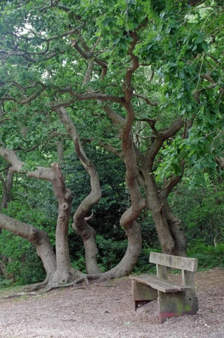 An image depicting the trail Little Baddow and Twitty Fee Loop and its surrounding area.