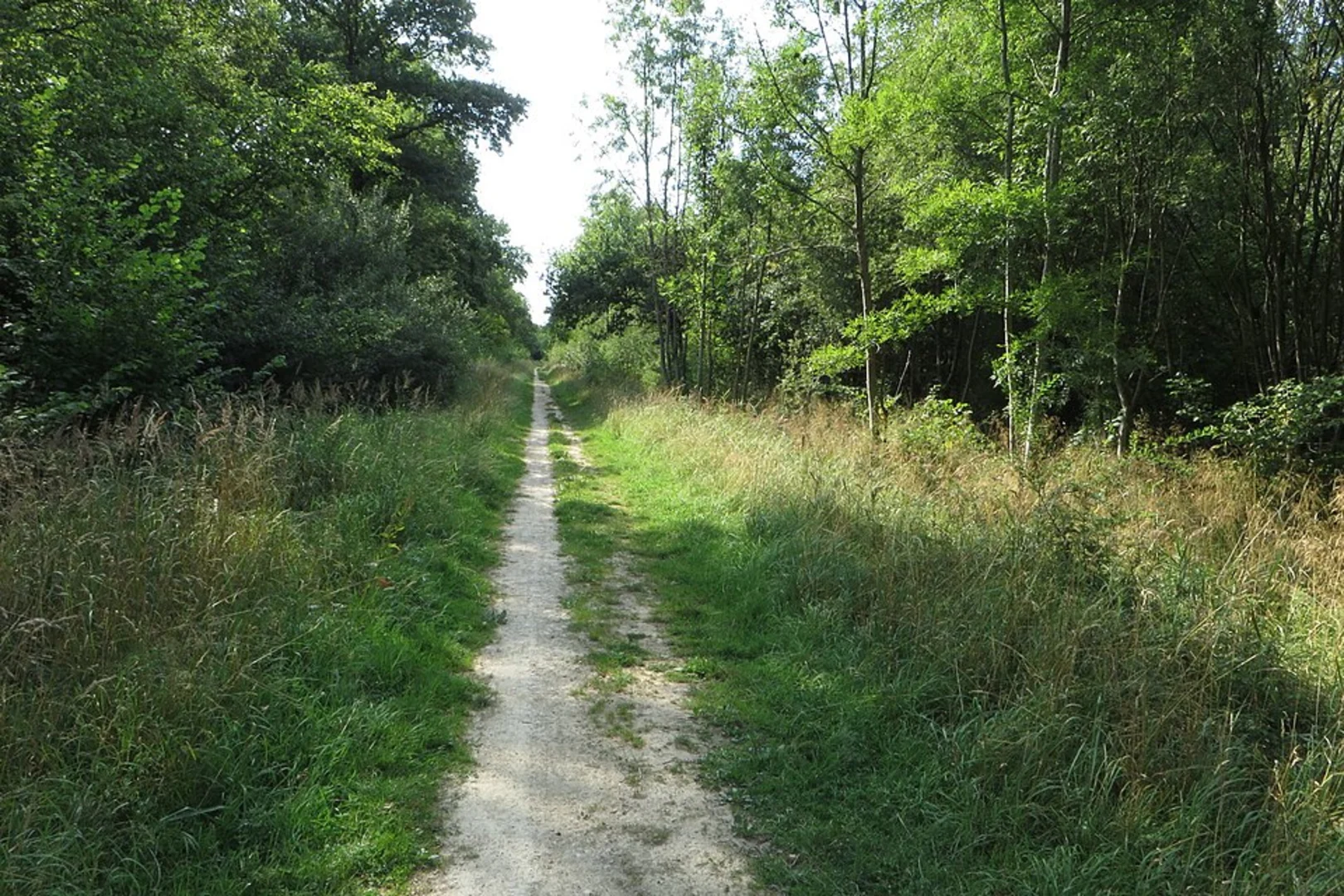 An image depicting the trail Bucknell Woods Long Loop and its surrounding area.