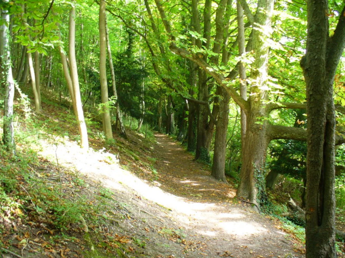 Cockshoot Wood and Mickleham Downs Loop