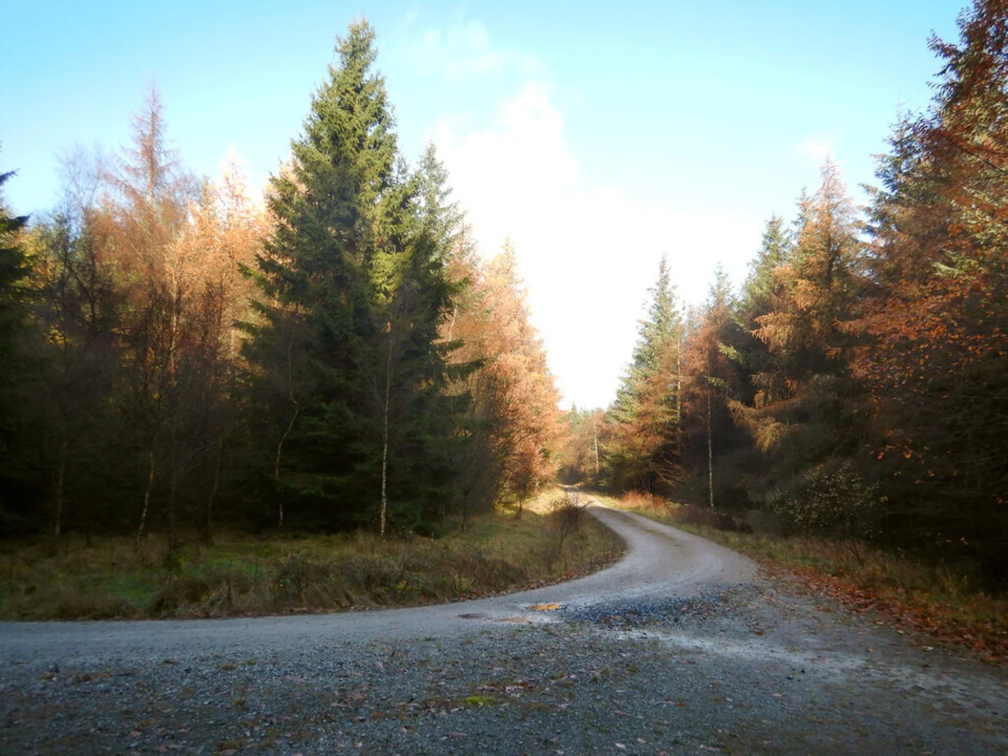 An image depicting the trail Gisburn Forest Loop and its surrounding area.