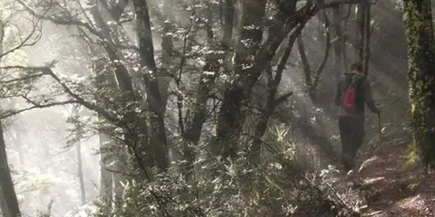 An image depicting the trail Mount Shrimpton Track and its surrounding area.