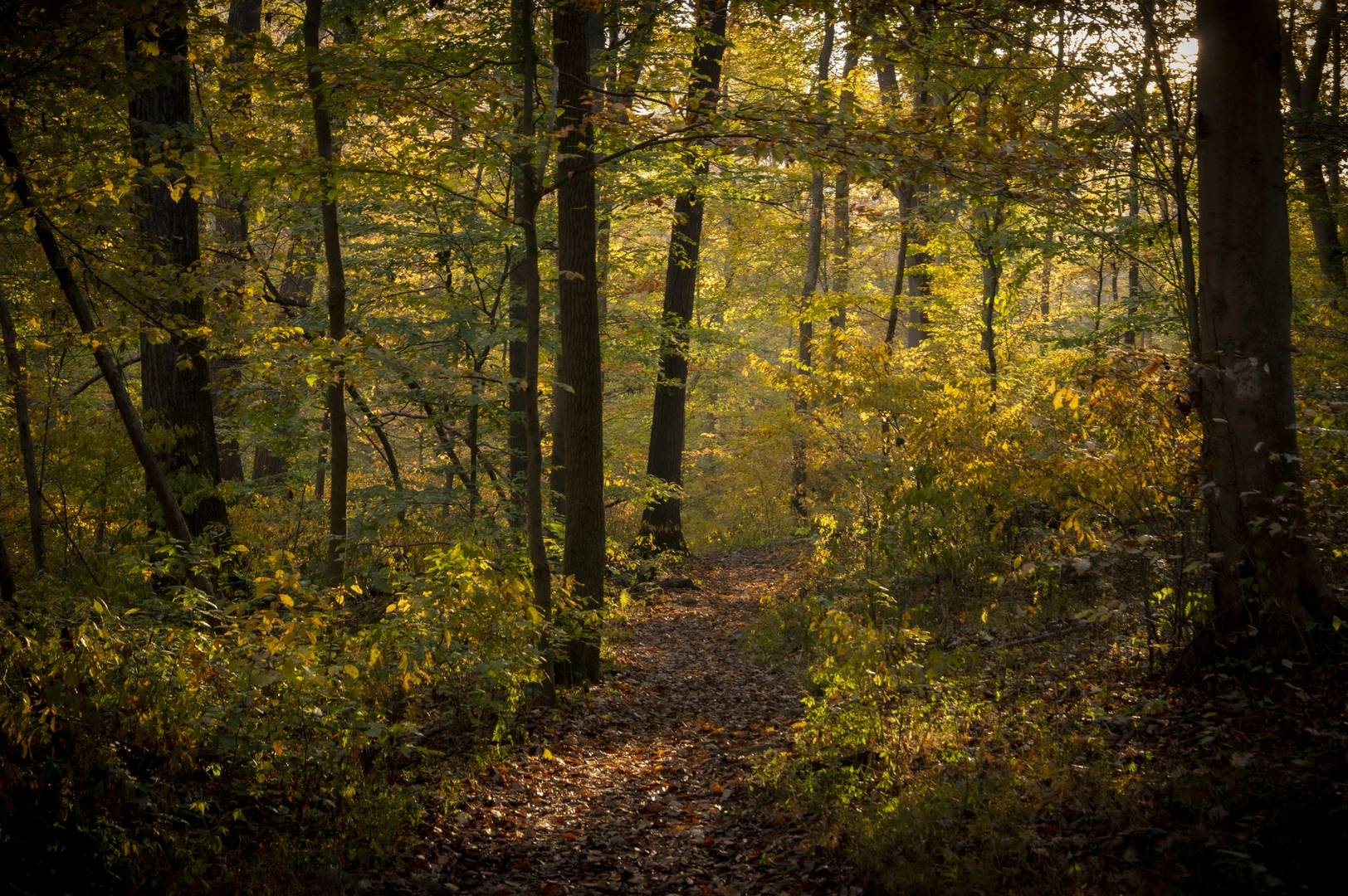 An image depicting the trail Hunting Hill and Ridley Creek Loop and its surrounding area.
