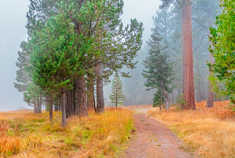 An image depicting the trail Champion Lodgepole Trail and its surrounding area.
