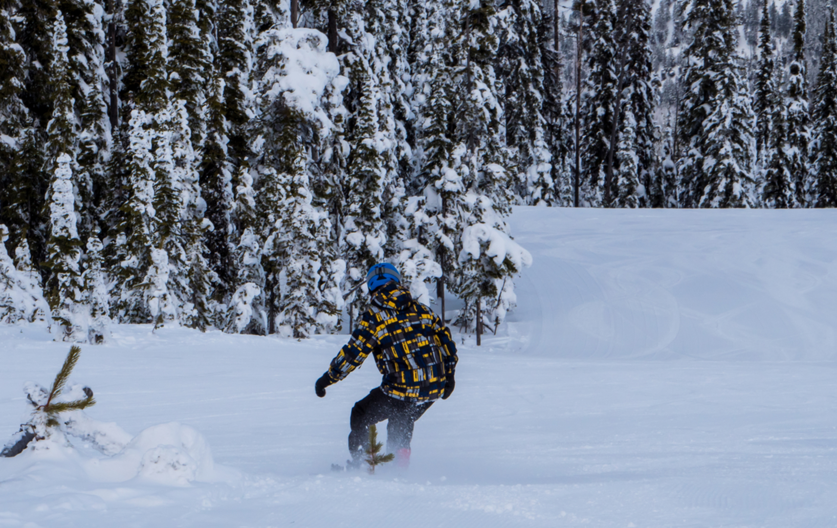 An image depicting the trail Blacktail to Lakeside Trail and its surrounding area.