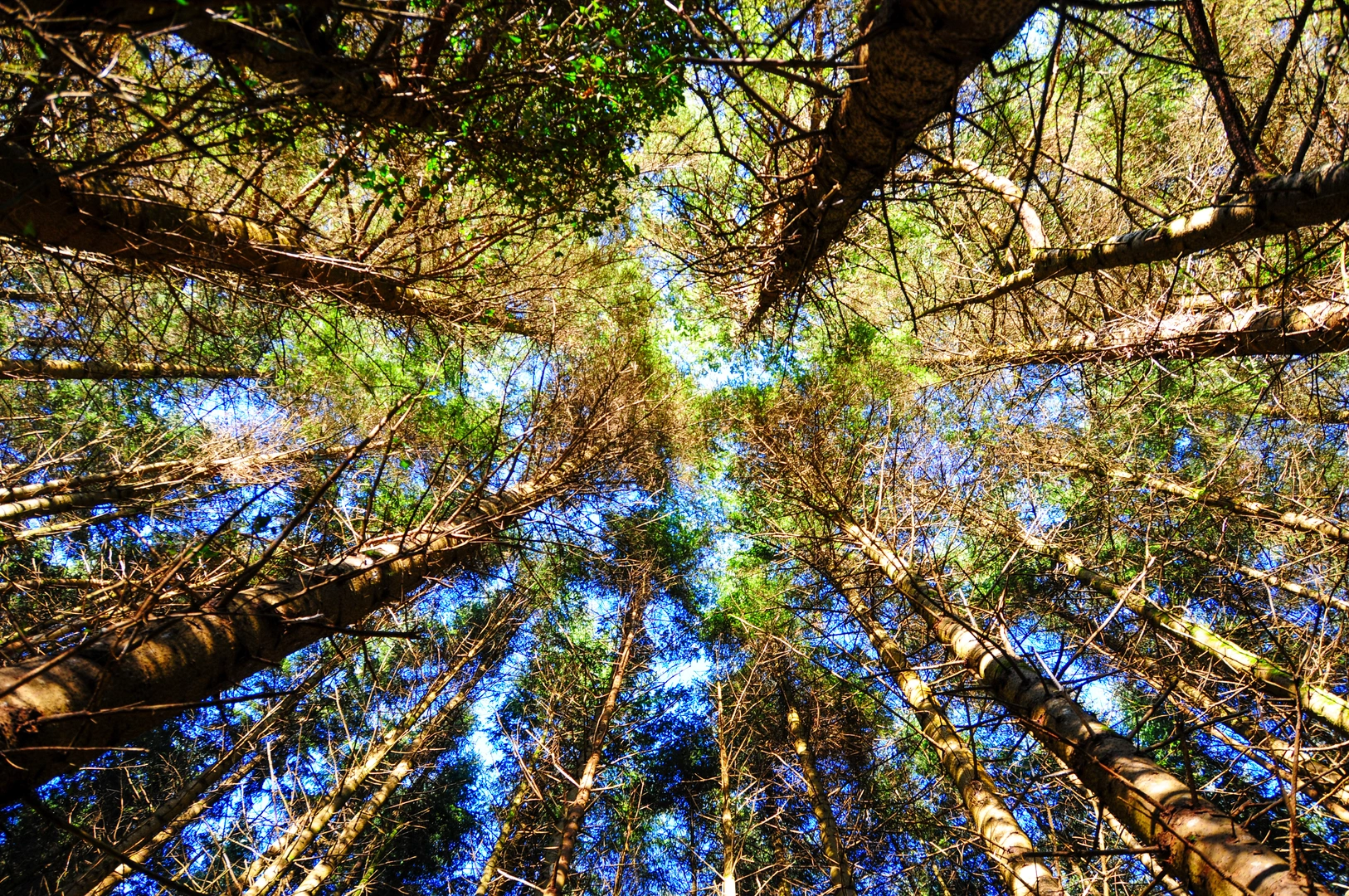An image depicting the trail Mullaghreelan Wood - Rath Walk and its surrounding area.