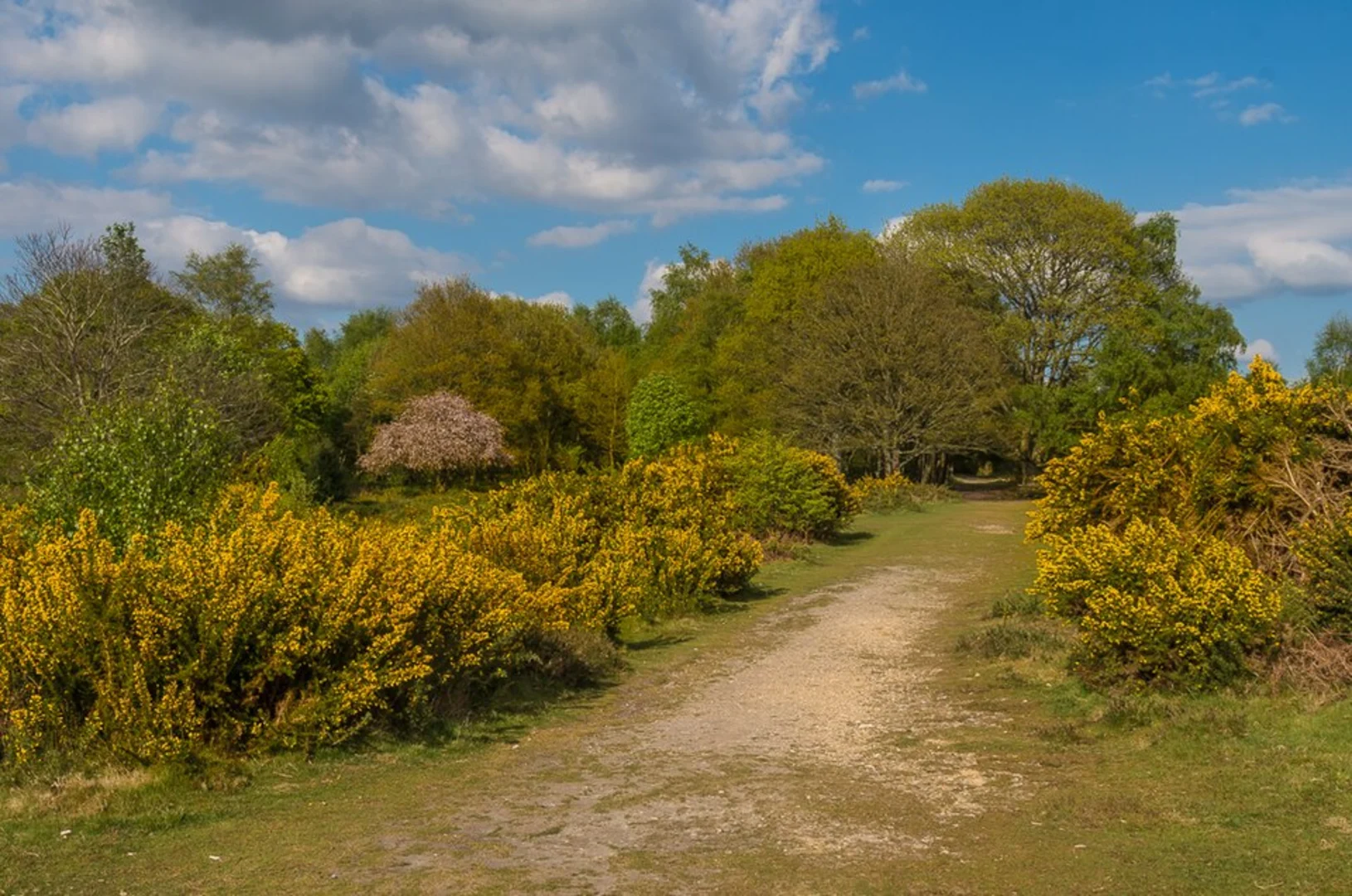 An image depicting the trail Haslemere to Witley Station Walk and its surrounding area.