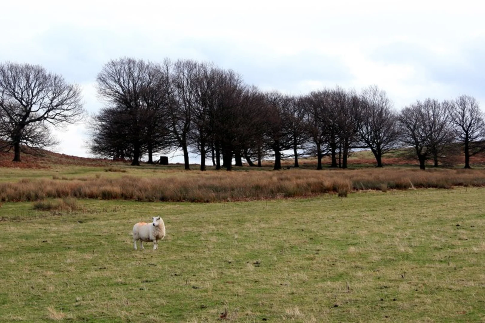 An image depicting the trail The Height and Wharncliffe Woods Loop and its surrounding area.