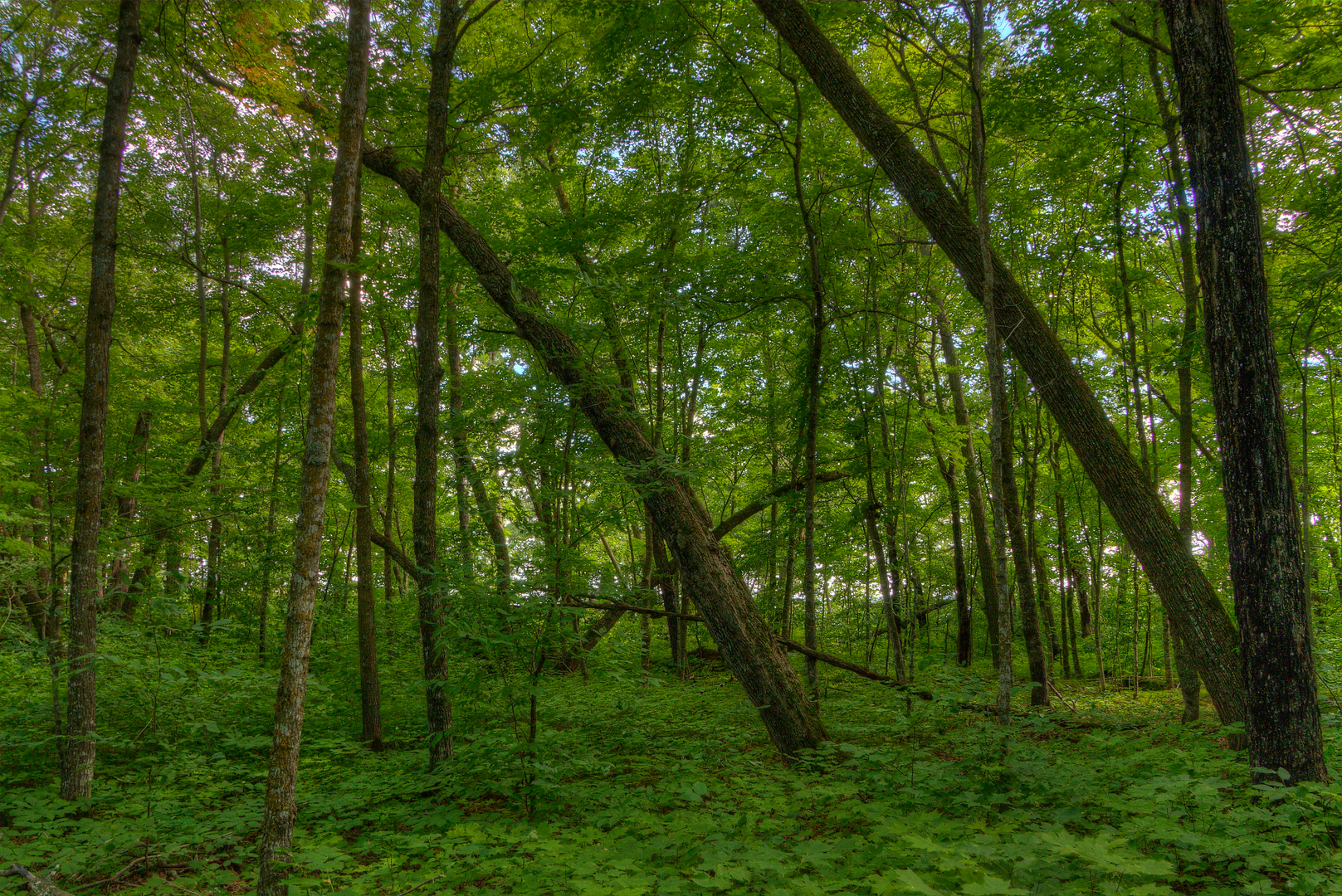 An image depicting the trail Paul Bunyon Heartland Trail and its surrounding area.