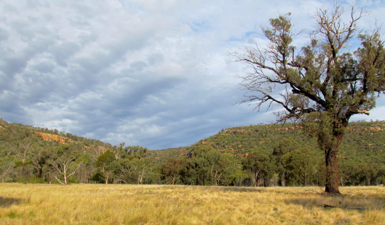 An image depicting the trail Weddin Mountains National Park and its surrounding area.