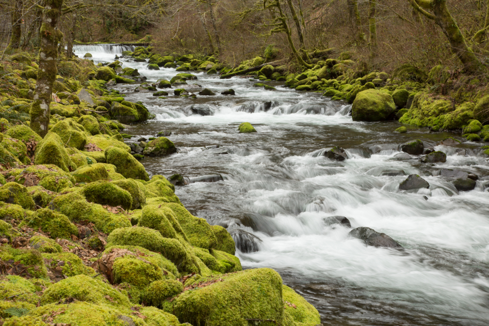 An image depicting the trail Wahclella Falls Loop Trail and its surrounding area.