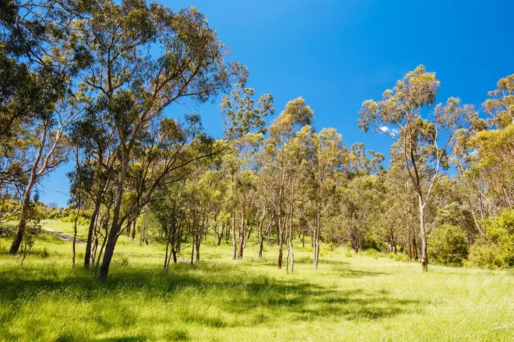 Jumping Creek Reserve to Black Flat Melbourne Victoria