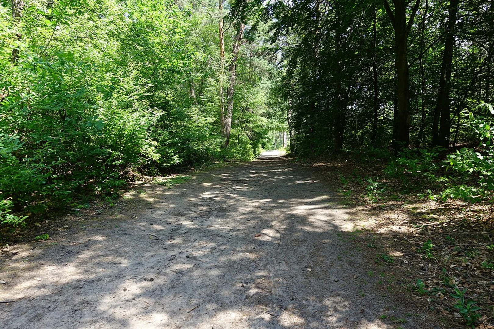 An image depicting the trail Dossenwald Rundweg Loop and its surrounding area.