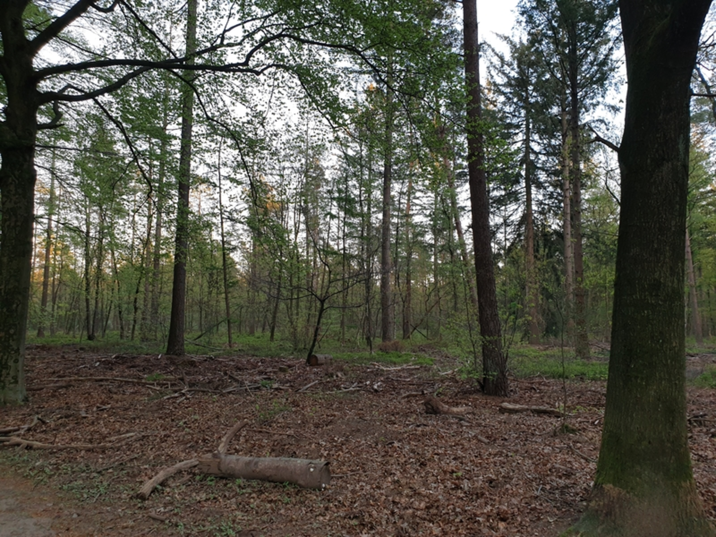 An image depicting the trail Paardenkop and De Laar Loop and its surrounding area.
