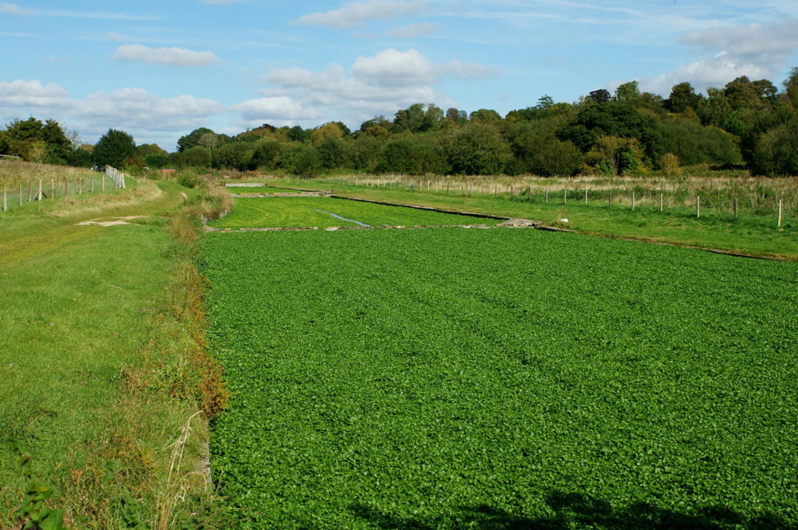 An image depicting the trail Watercress Beds Loop and its surrounding area.