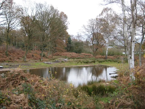 An image depicting the trail Littleworth Common, Burnham Beeches and Dorney Woods Loop and its surrounding area.