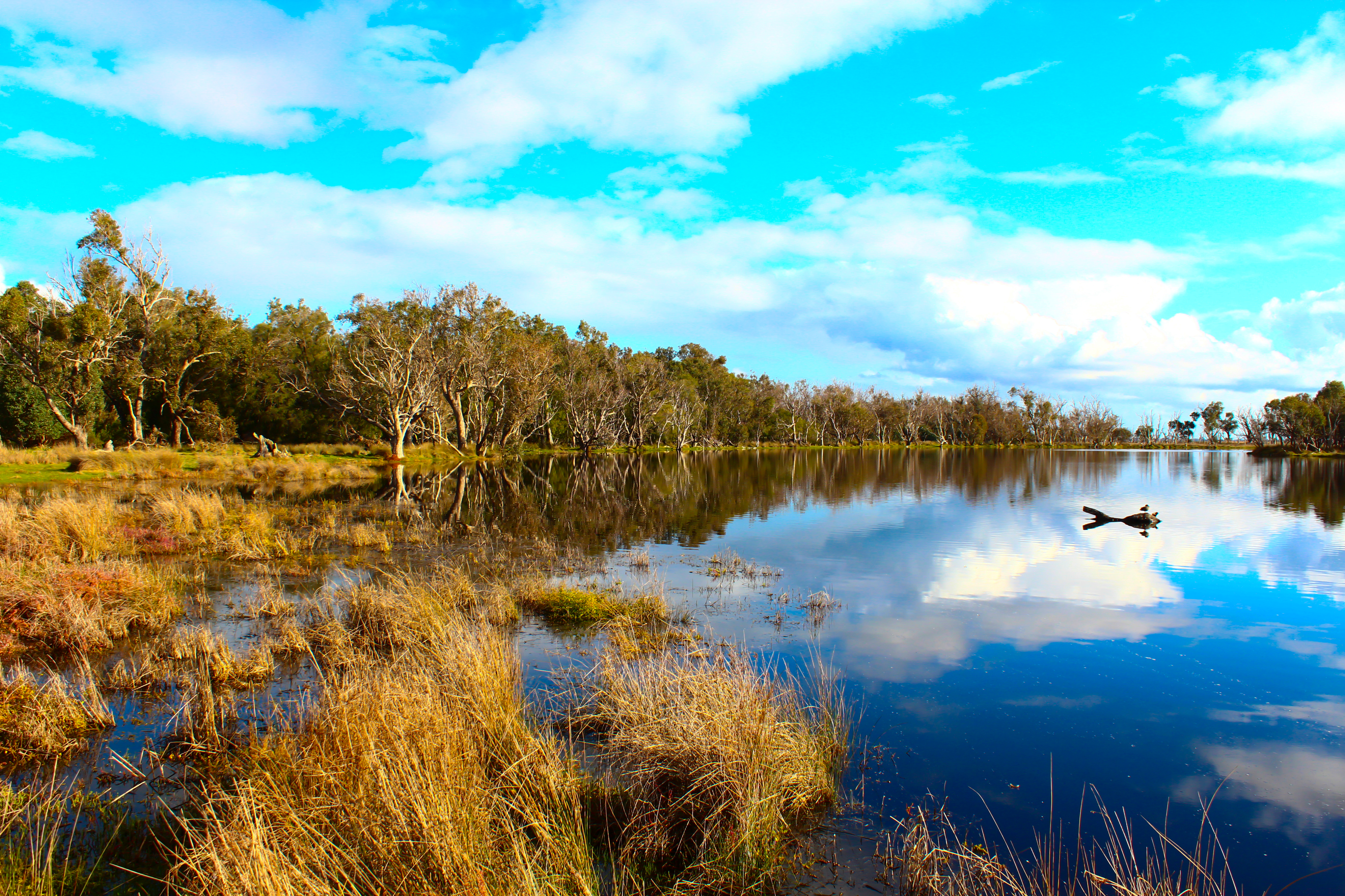 An image depicting the trail Tuart Forest National Park and its surrounding area.