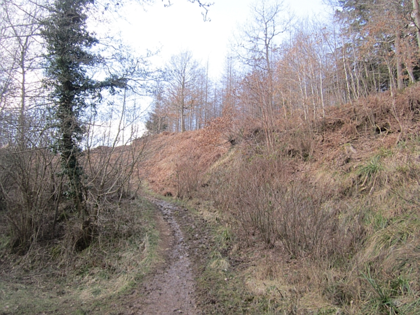 An image depicting the trail Wimperhill Wood and Longdon Orchard - Wyre Forest and its surrounding area.