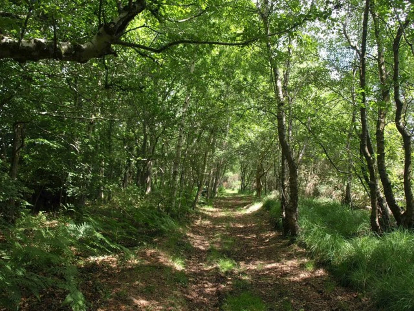 An image depicting the trail Woodbury Common and its surrounding area.