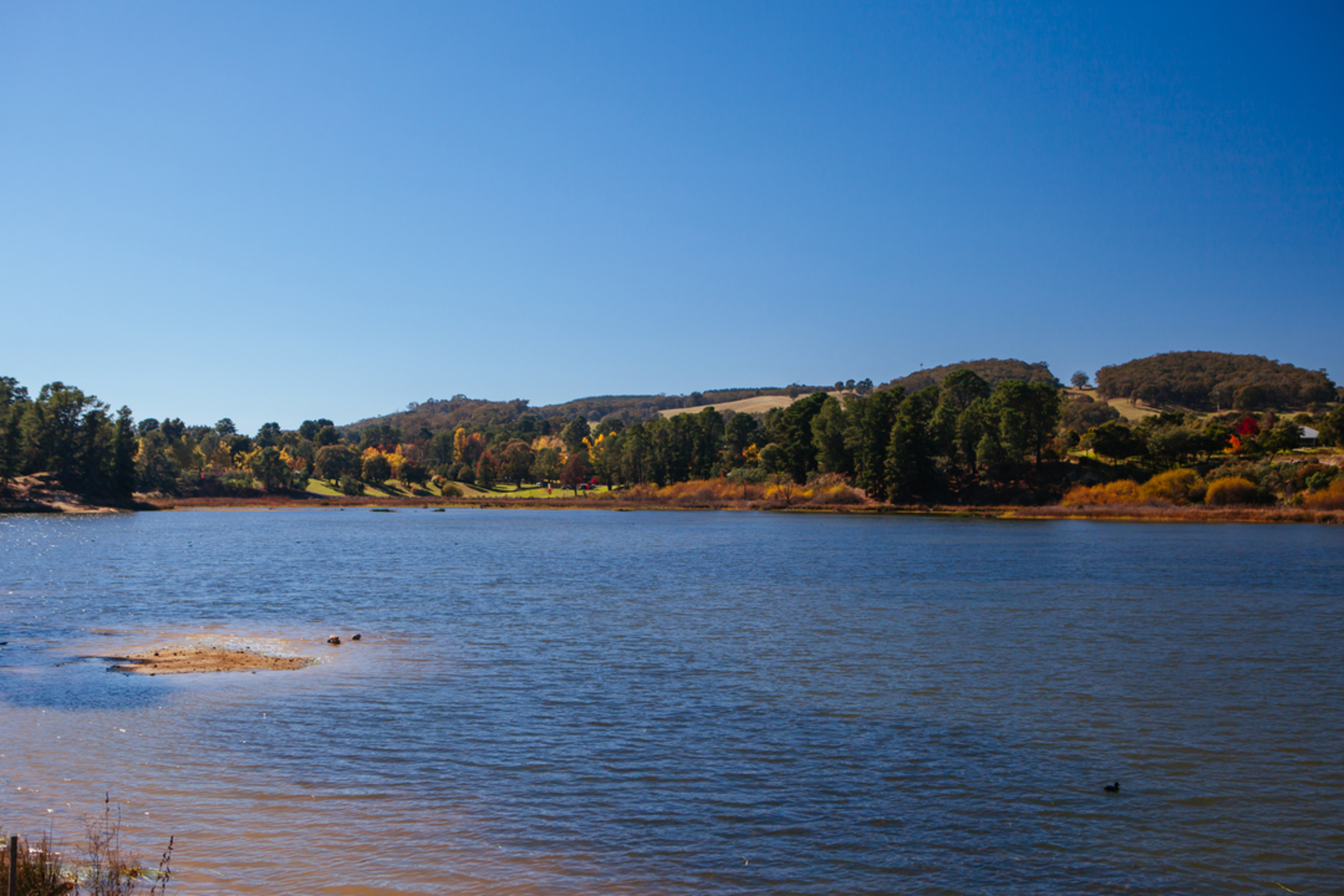 An image depicting the trail Beechworth Tree Walks - Lake Walk and its surrounding area.