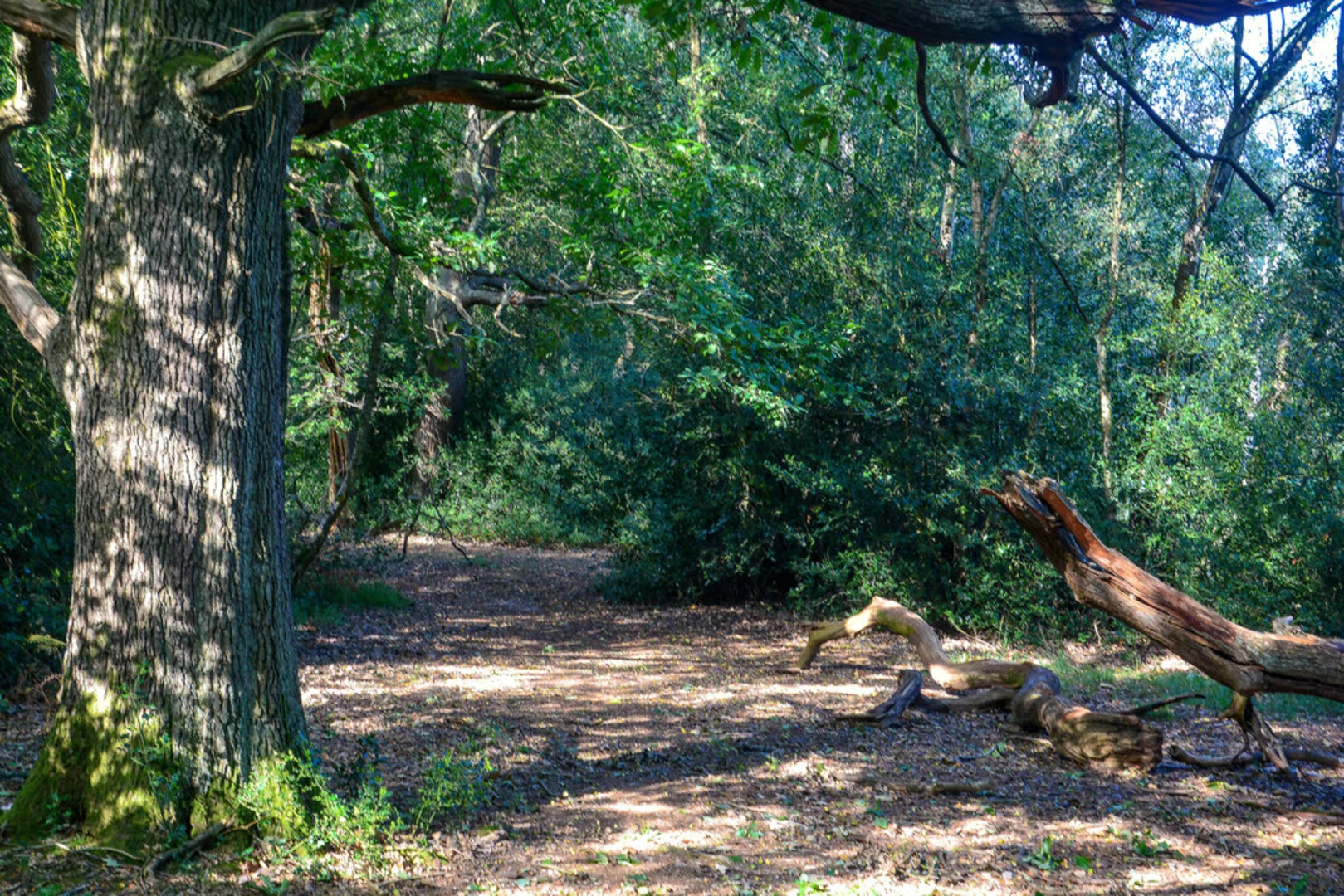 An image depicting the trail Sutton Park and Holly Hurst Loop and its surrounding area.