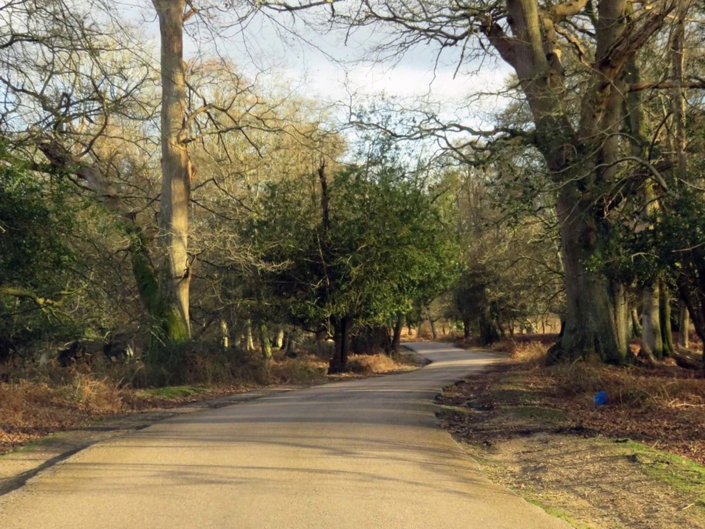 An image depicting the trail Bolderwood Arboretum Loop and its surrounding area.